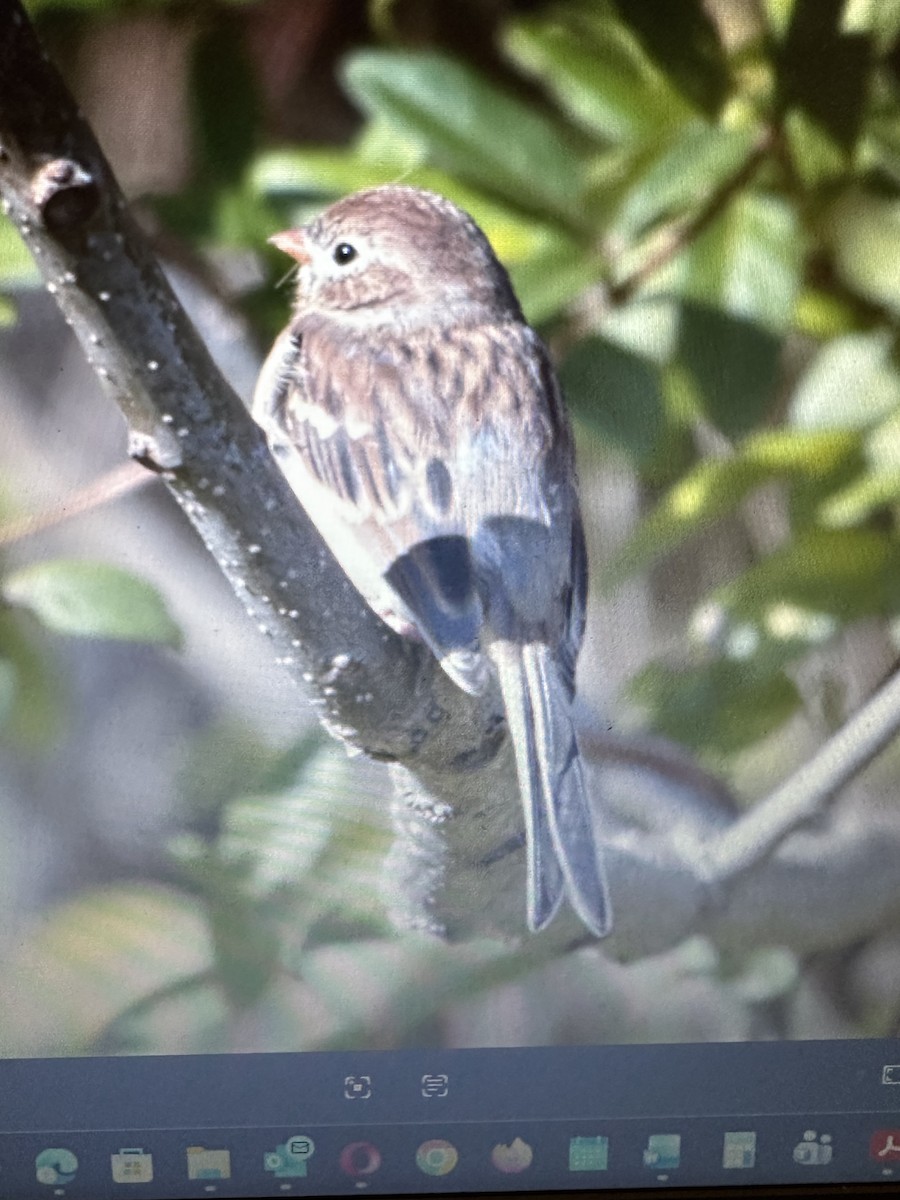 Field Sparrow - ML644752873