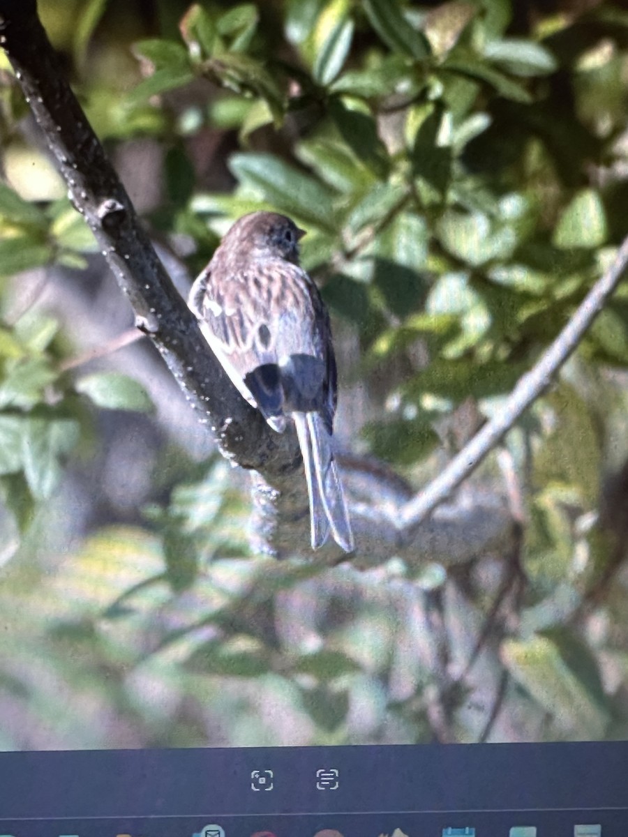 Field Sparrow - ML644752877