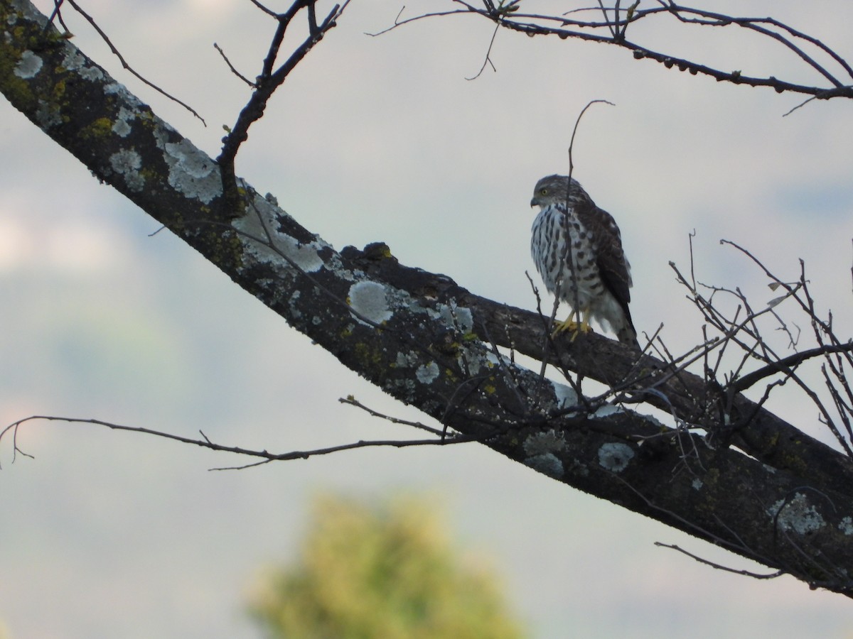 Морин харцага - ML644752878