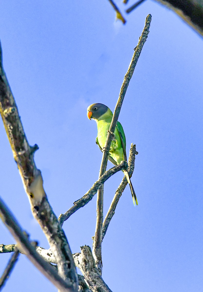 Erik Başlı Yeşil Papağan - ML644752879