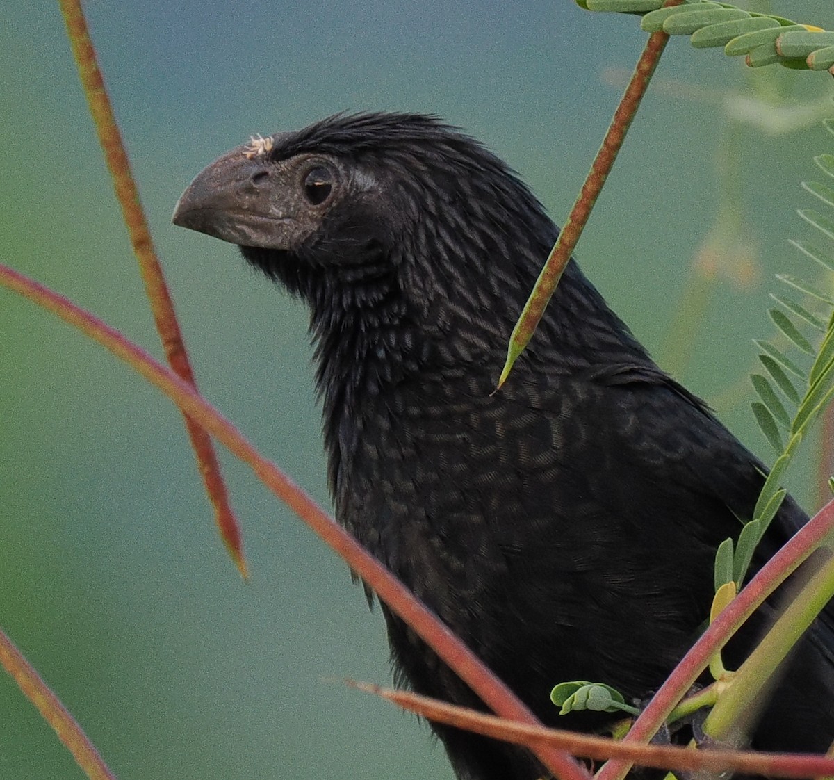 ミゾハシカッコウ - ML644752885