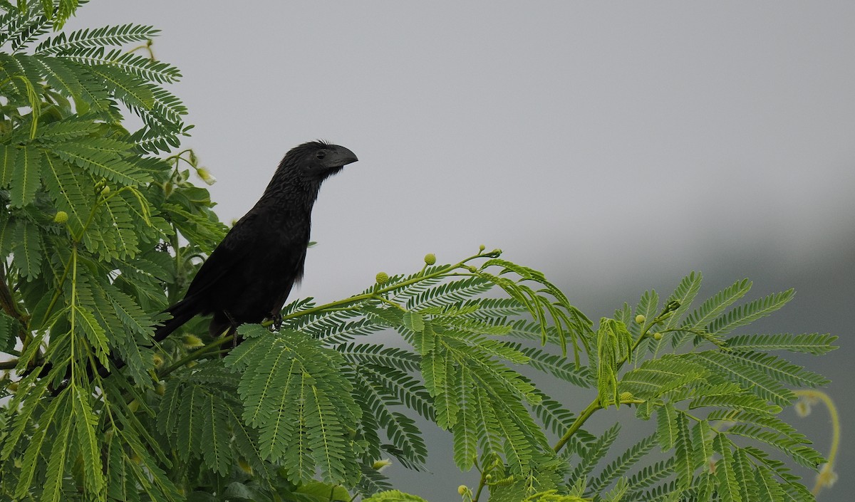 ミゾハシカッコウ - ML644752886