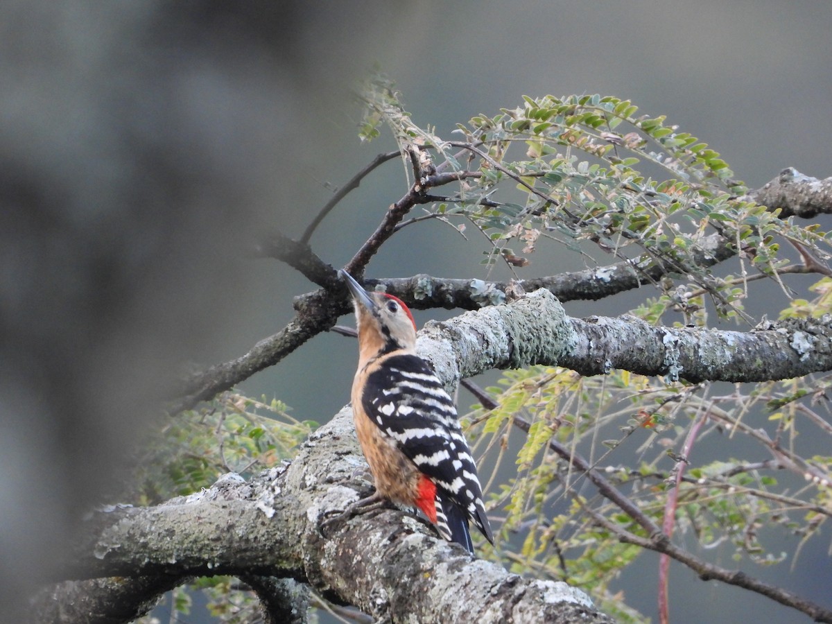 Fulvous-breasted Woodpecker - ML644752887