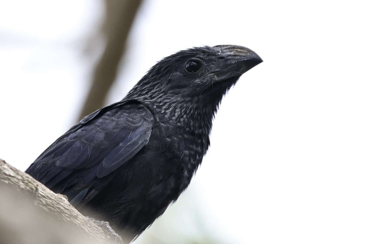 ミゾハシカッコウ - ML644752891