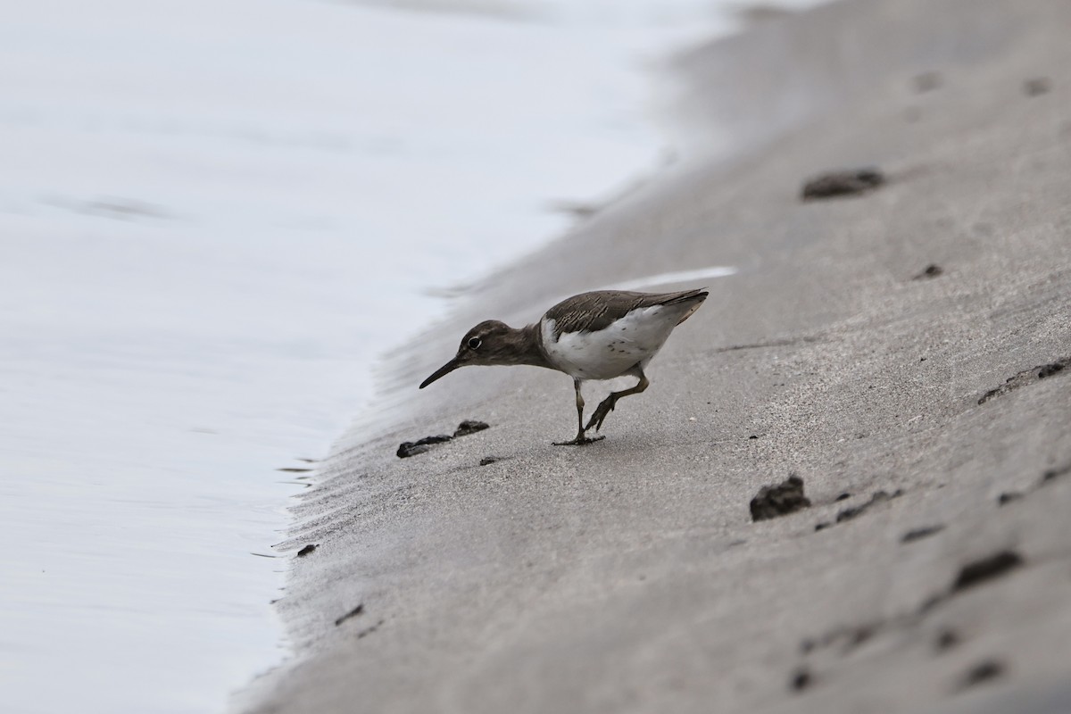 Piro piro macchiato - ML644752895