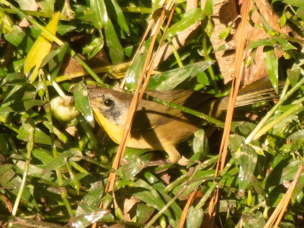 Common Yellowthroat - ML644752897
