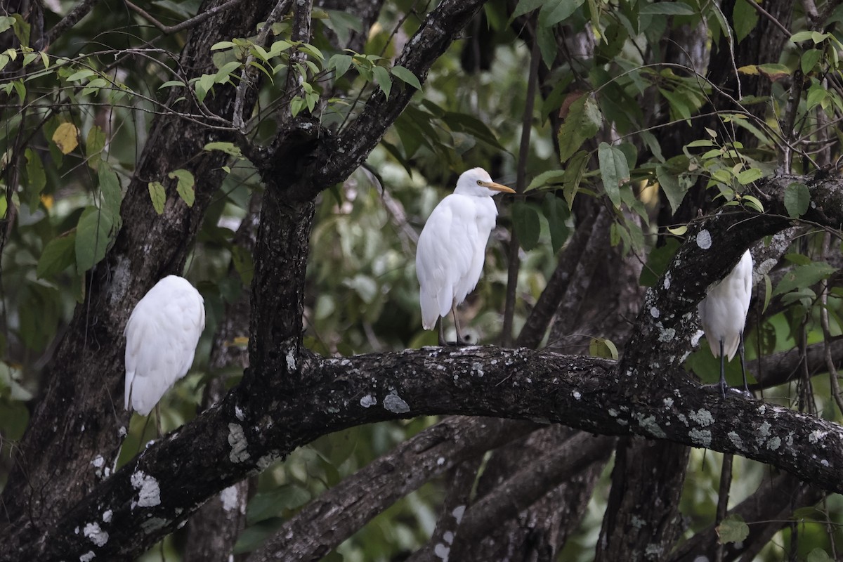Airone guardabuoi - ML644752900