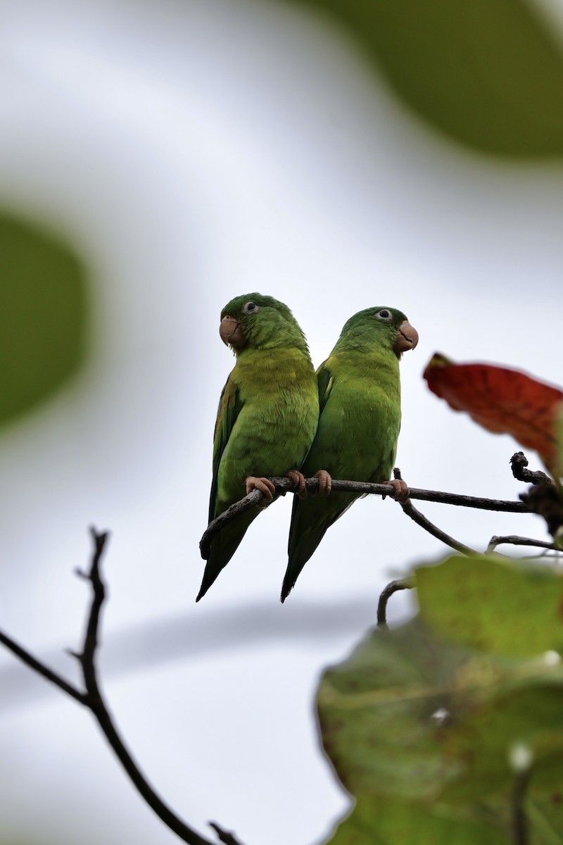 Orange-chinned Parakeet - ML644752908