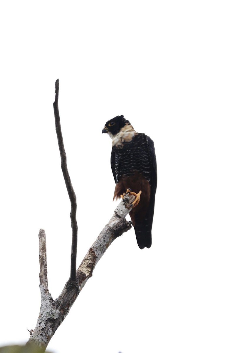 Bat Falcon - ML644752912