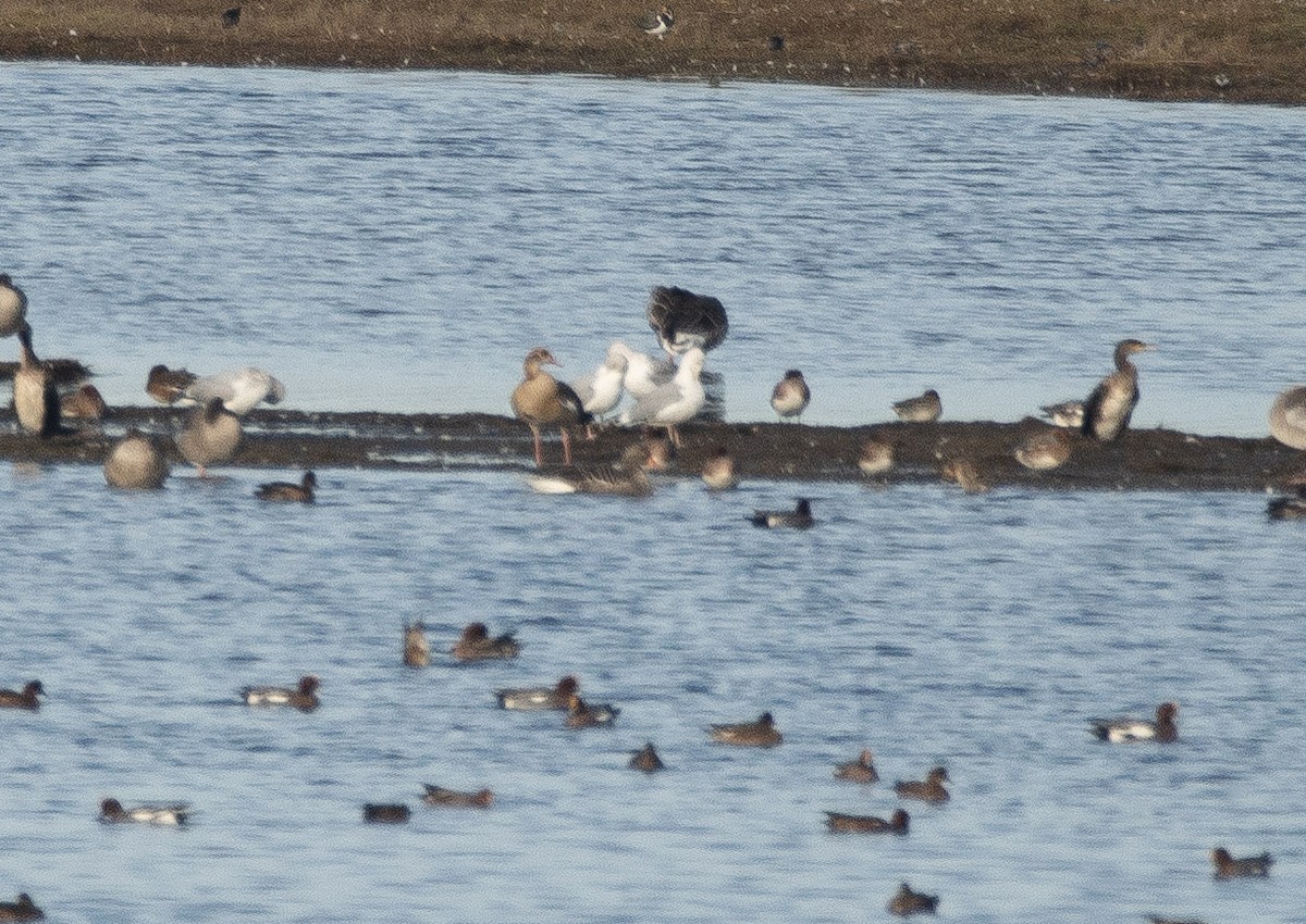 Egyptian Goose - ML644752913