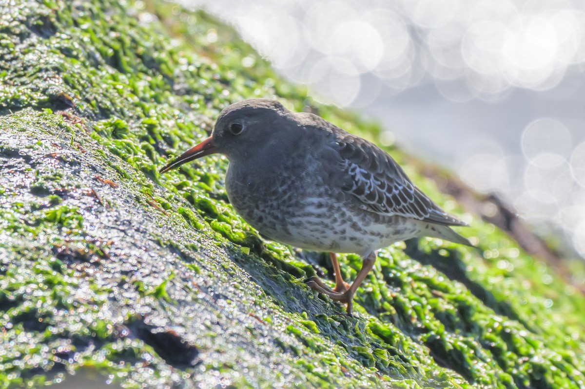 Purple Sandpiper - ML644752915