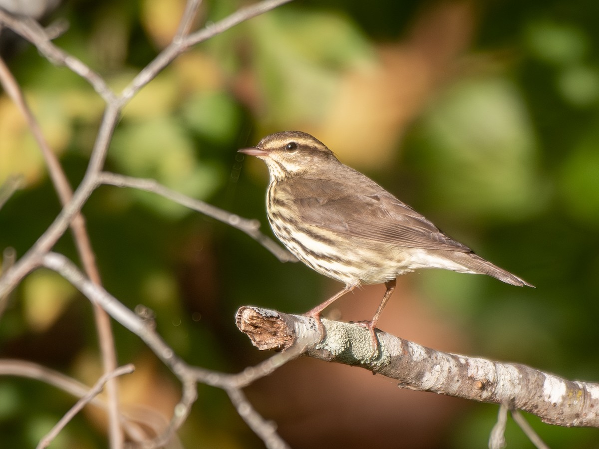 Northern Waterthrush - ML644752919