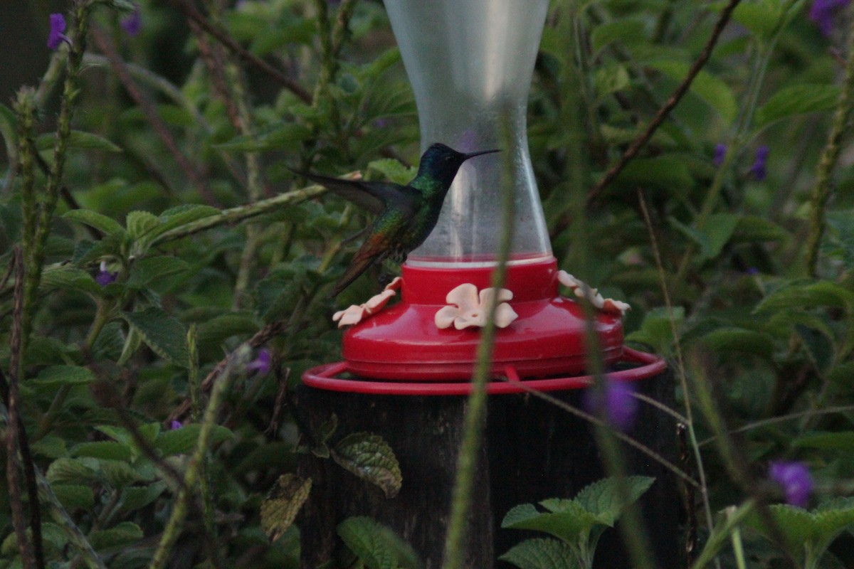 Golden-tailed Sapphire - ML644752922