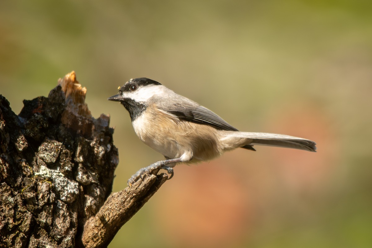 Гаїчка каролінська - ML644752926