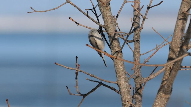 Mésange boréale (groupe montanus) - ML644752930
