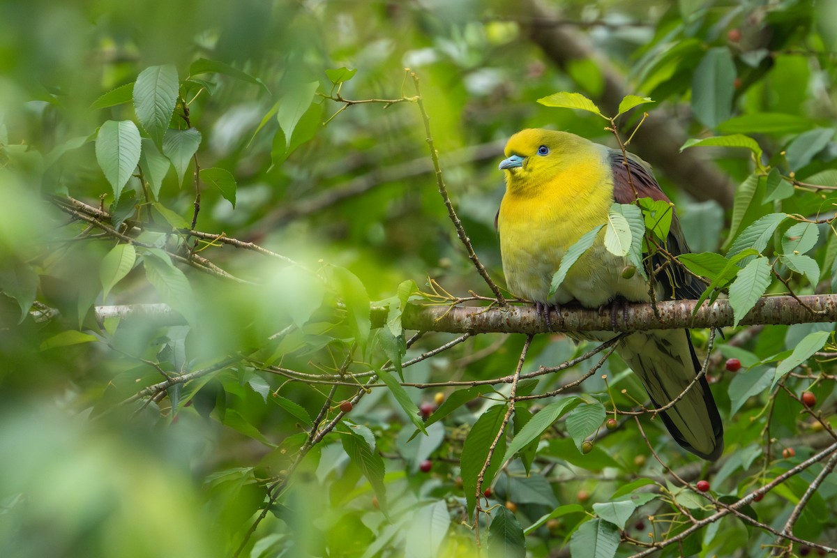 holub východní - ML644752931