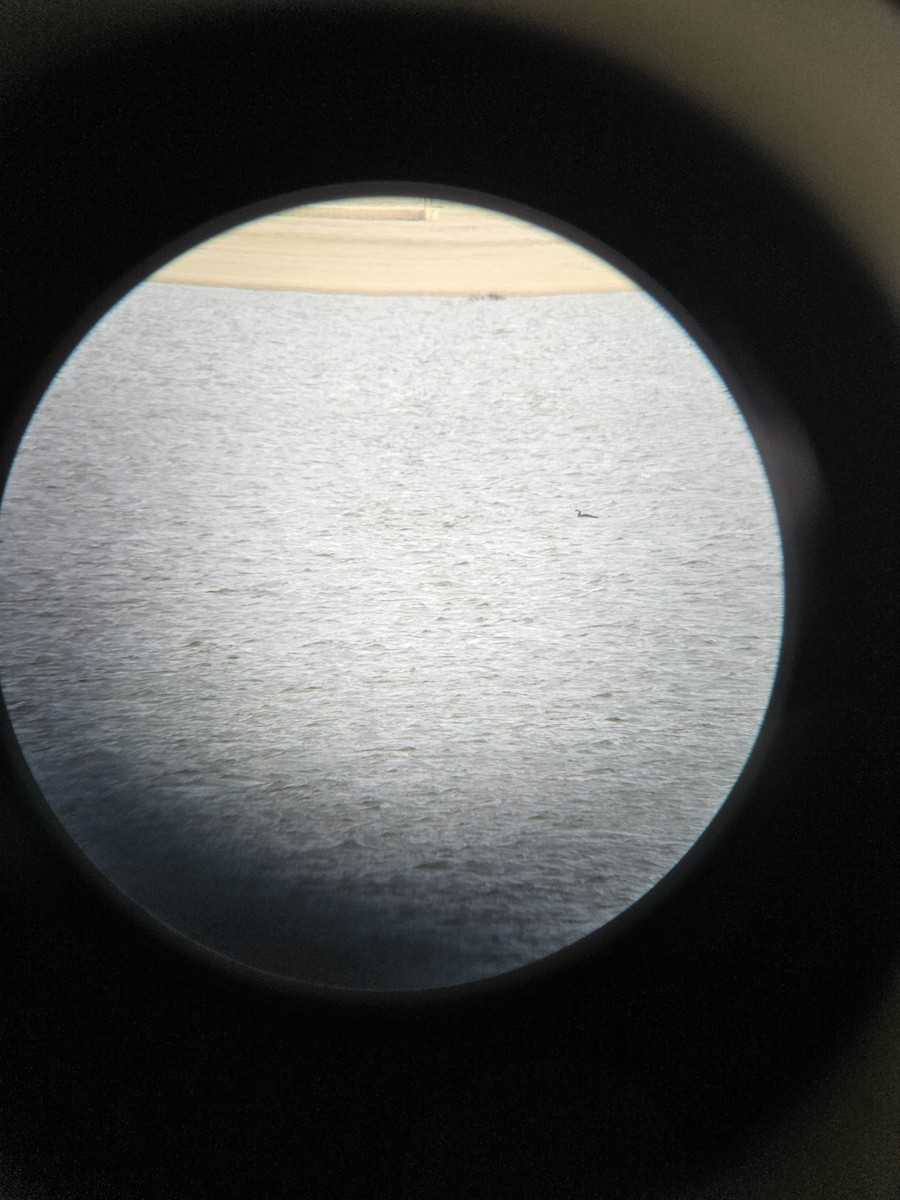 Pacific Loon - ML644752937