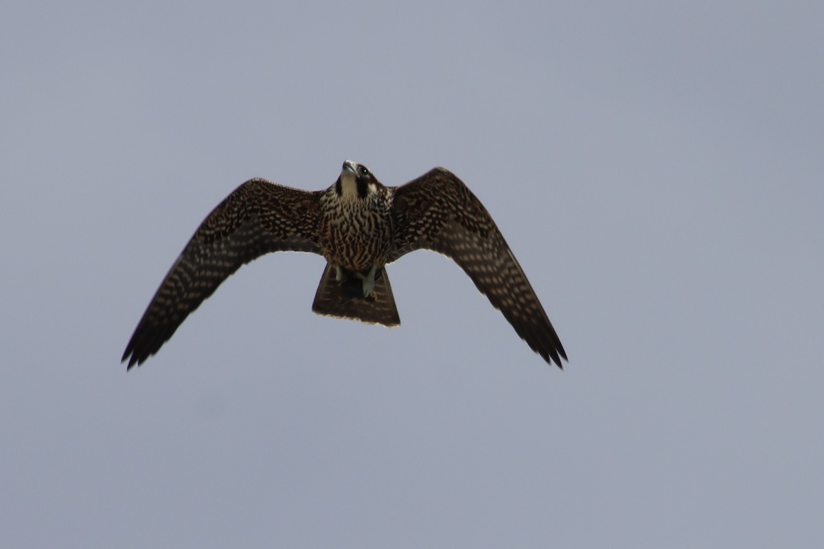 Peregrine Falcon - ML644752938