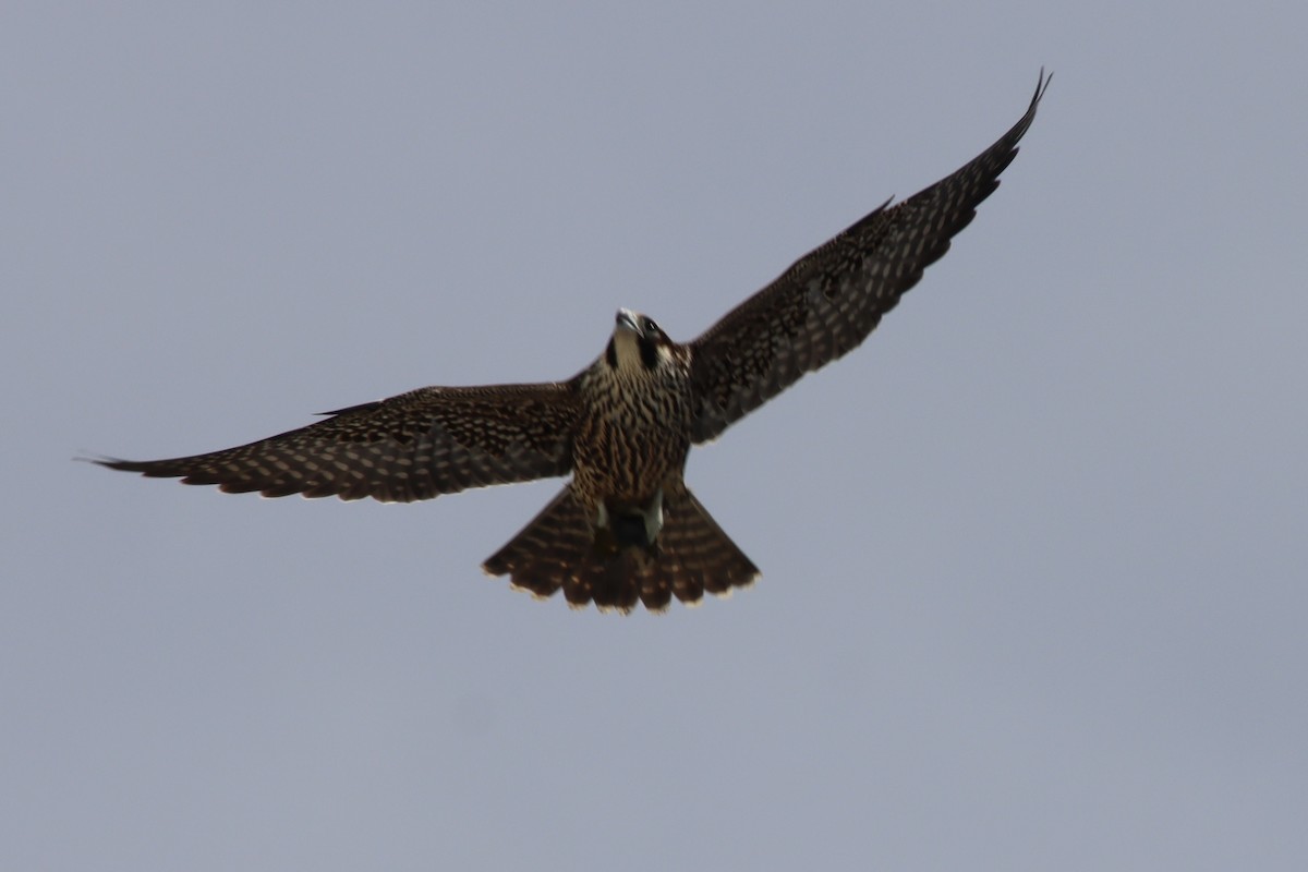 Peregrine Falcon - ML644752939