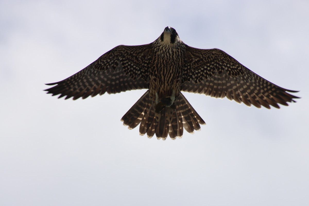 Peregrine Falcon - ML644752940