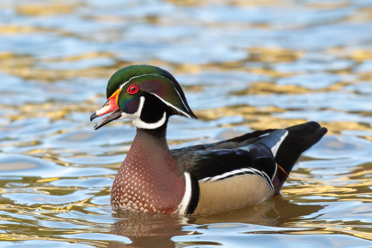 brudeand - ML644752941