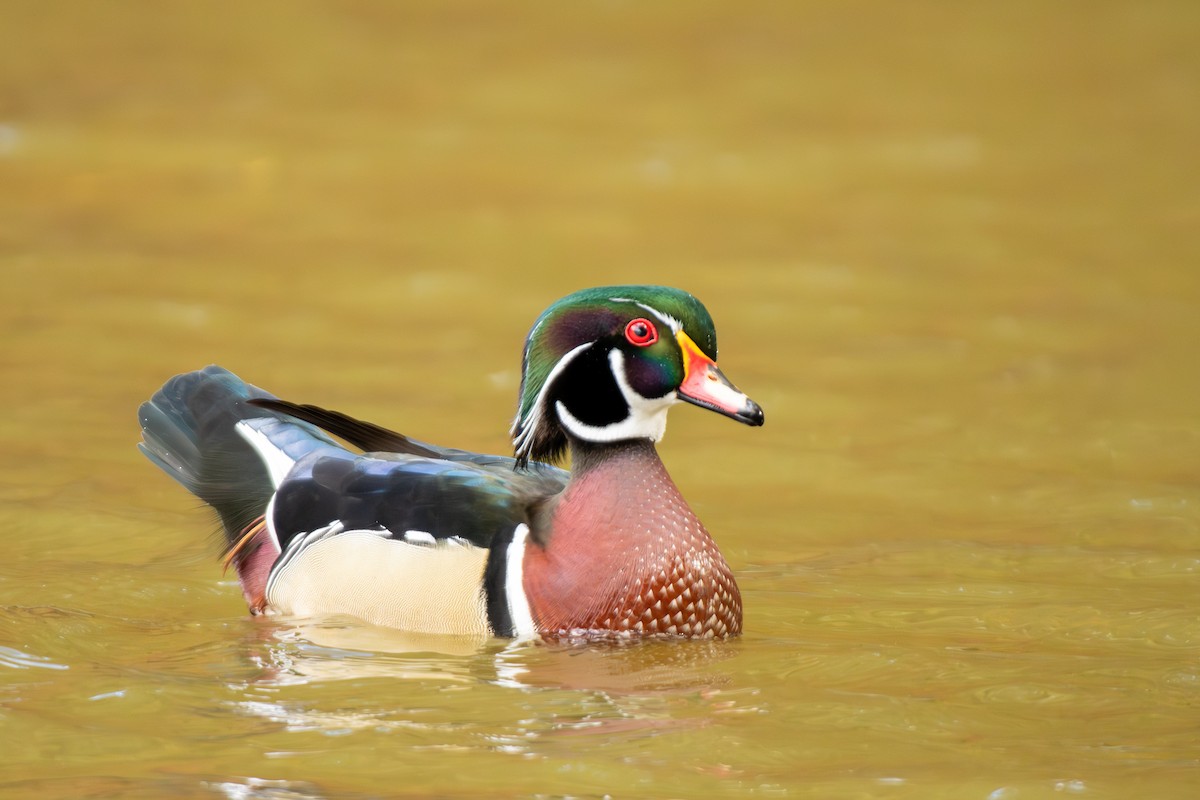 brudeand - ML644752942