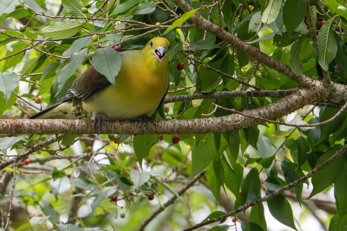 holub východní - ML644752944