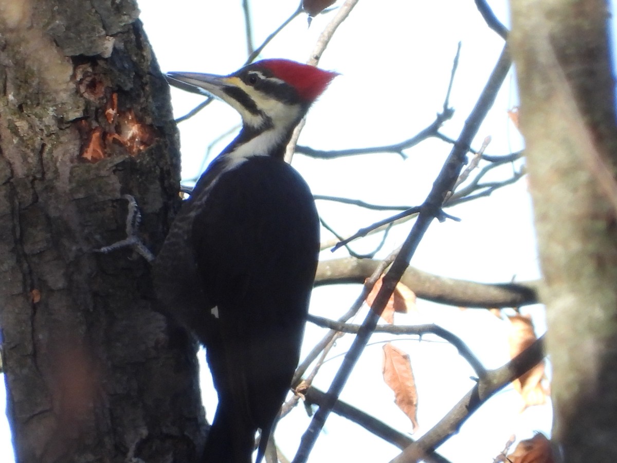 Pileated Woodpecker - ML644752945