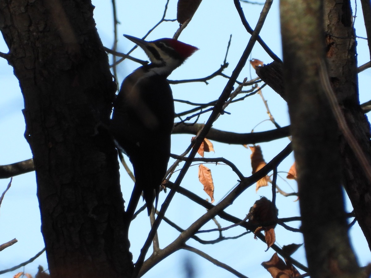 Pileated Woodpecker - ML644752946