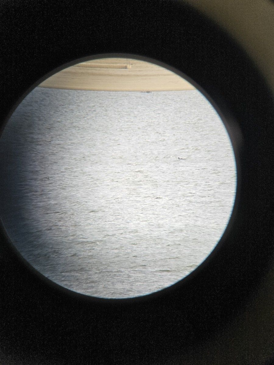 Pacific Loon - ML644752949