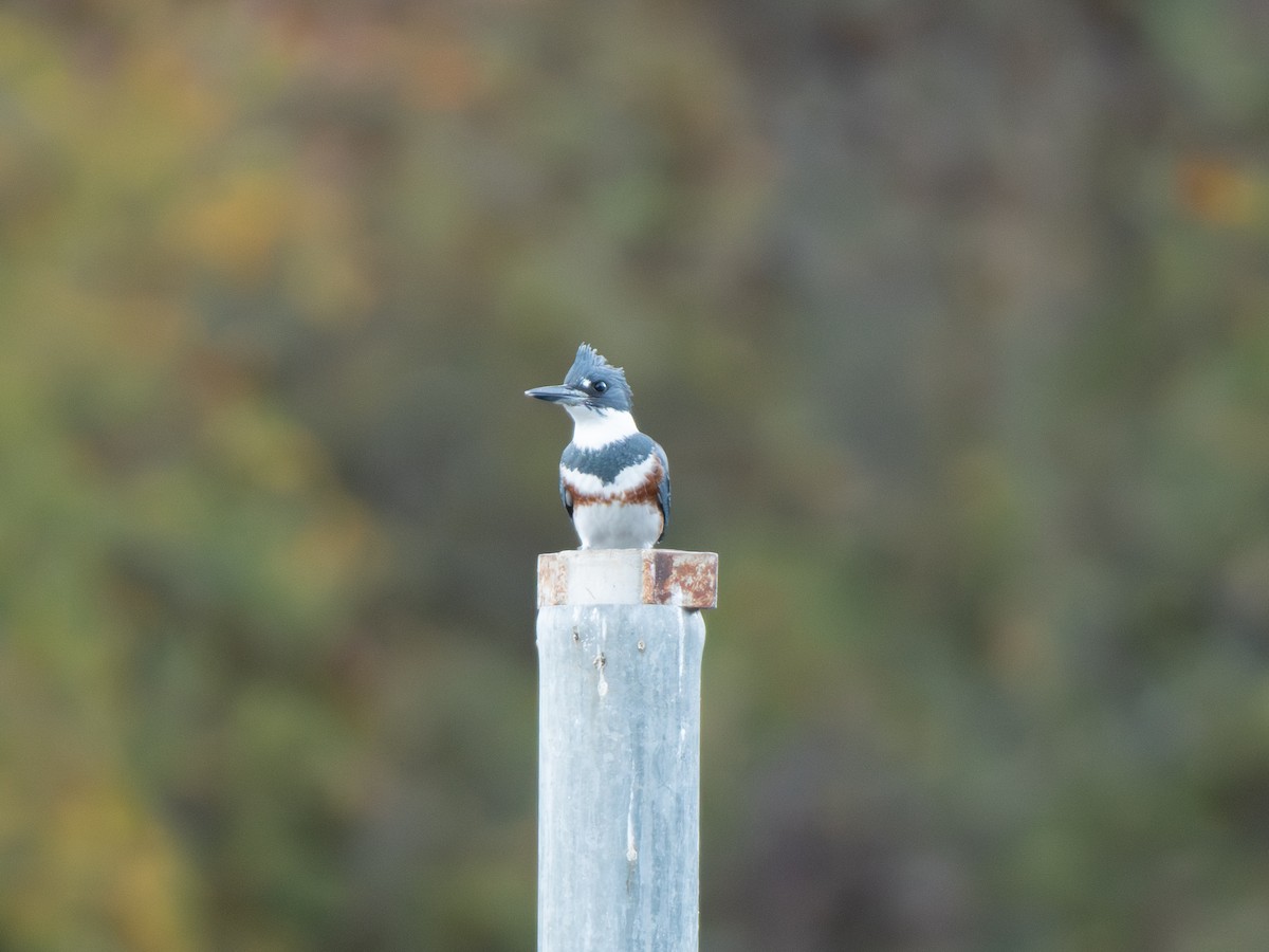 belteisfugl - ML644752954