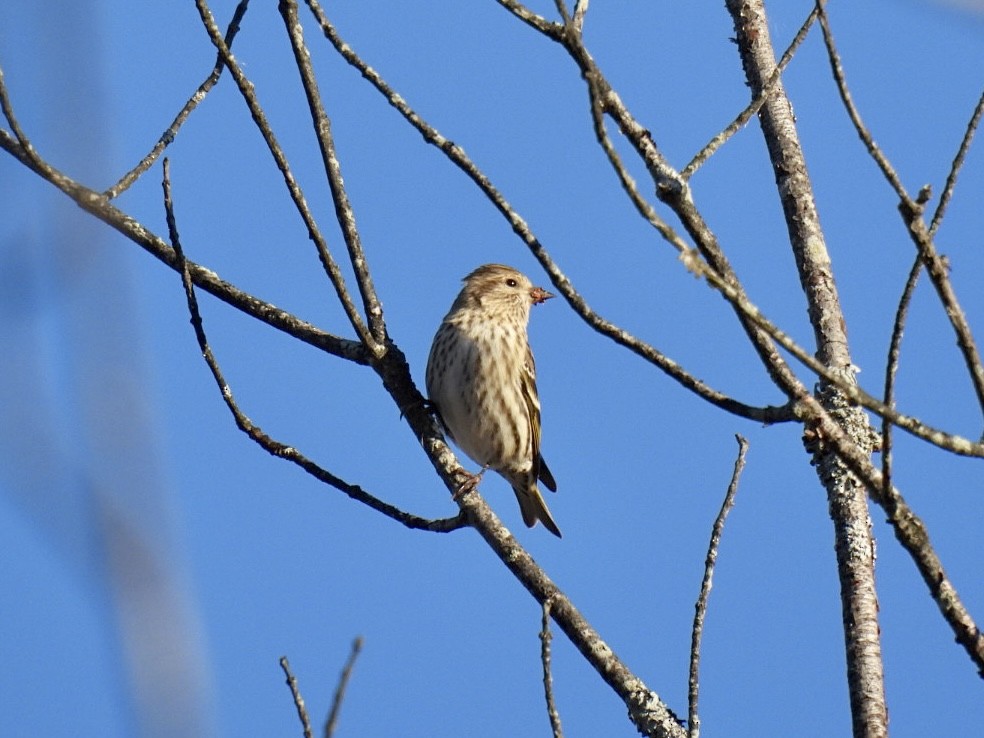 Pine Siskin - ML644752956