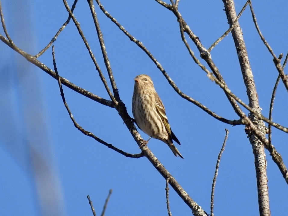 Pine Siskin - ML644752958