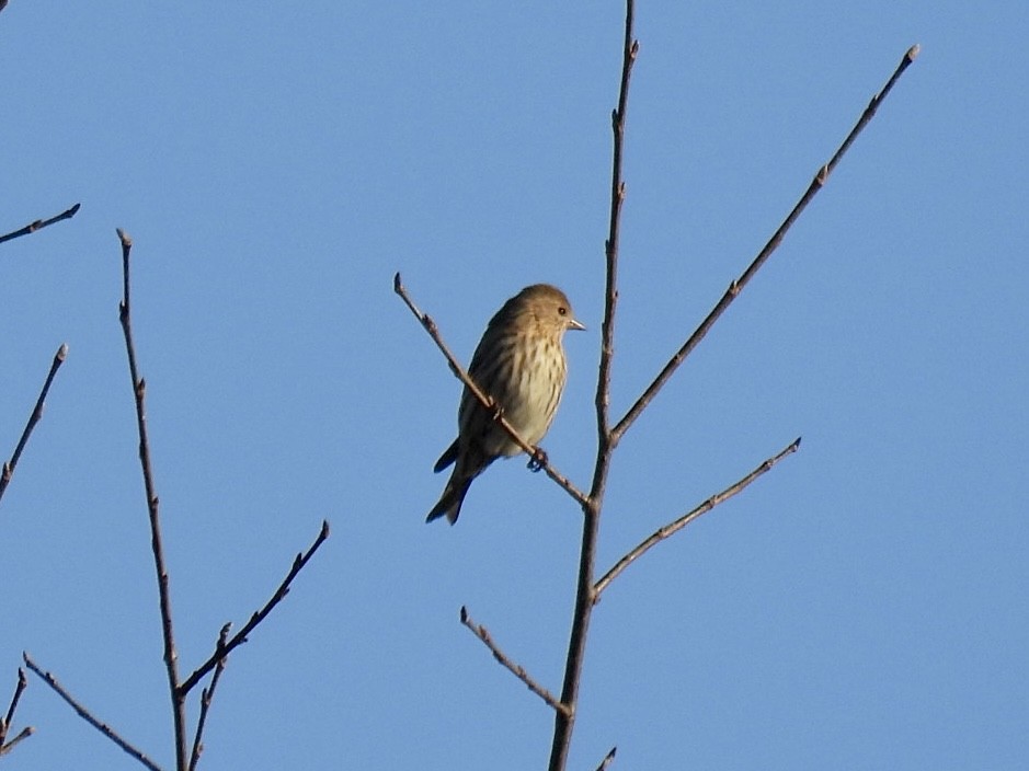 Pine Siskin - ML644752959