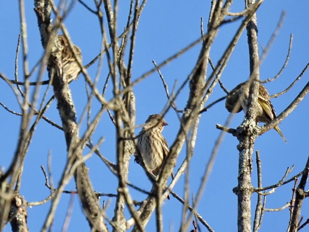 Pine Siskin - ML644752961