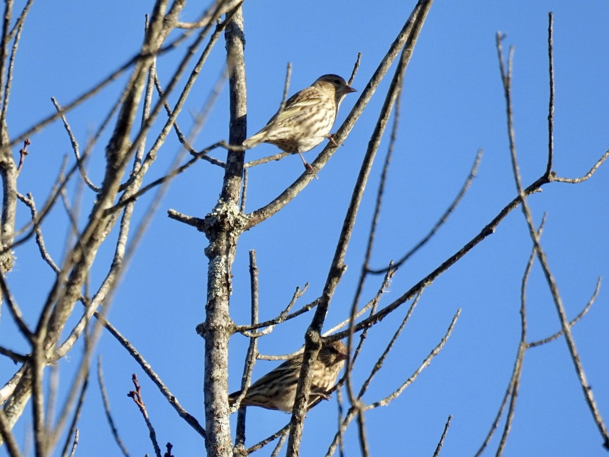 Pine Siskin - ML644752962