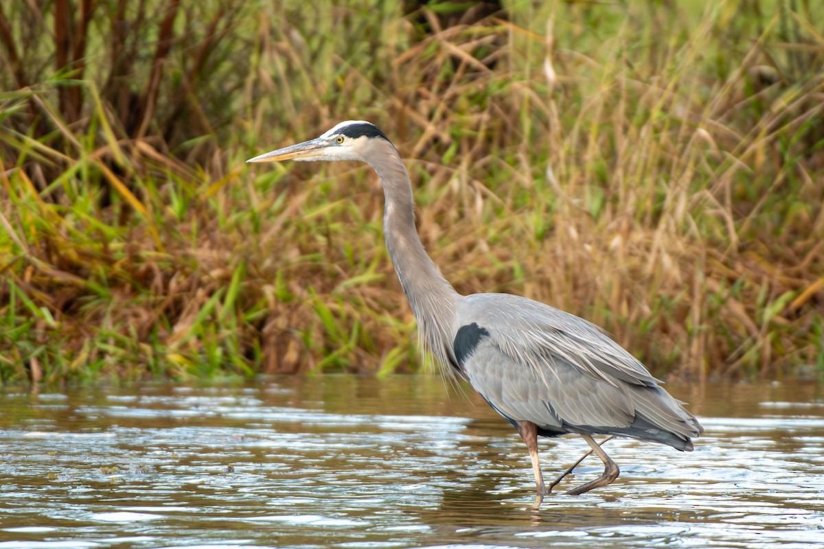 herodiashegre - ML644752963