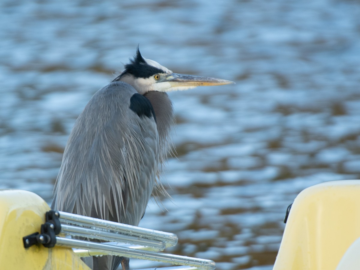 herodiashegre - ML644752964