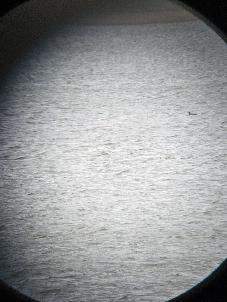 Pacific Loon - ML644752966