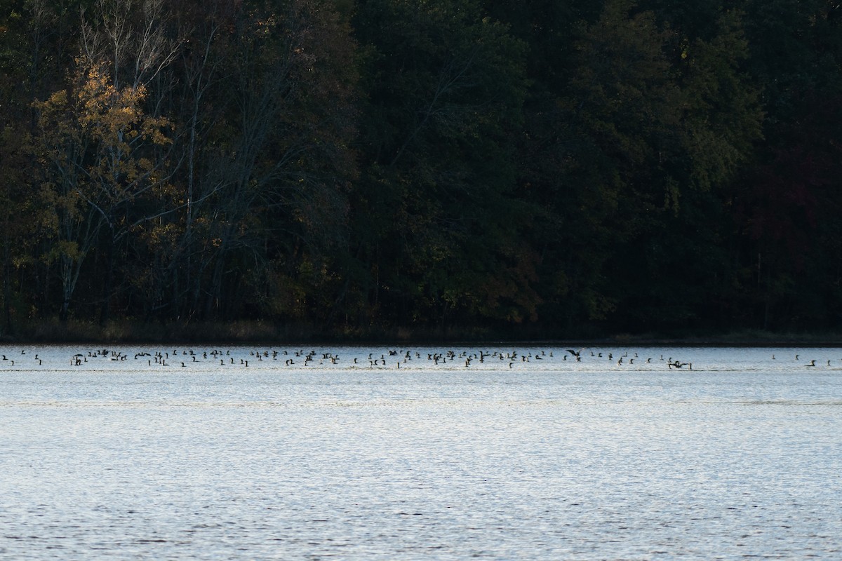 totoppskarv - ML644752968