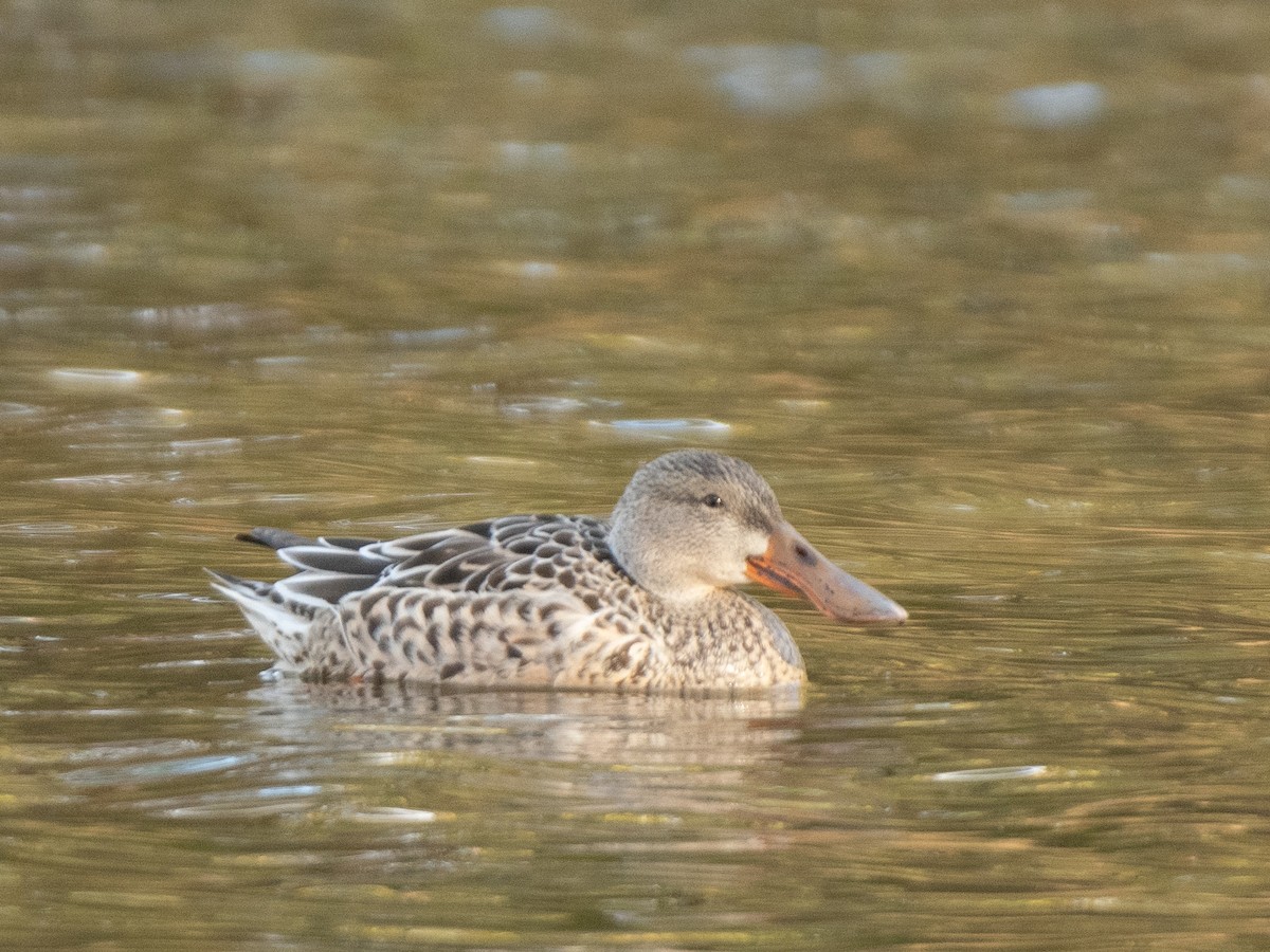 skjeand - ML644752972