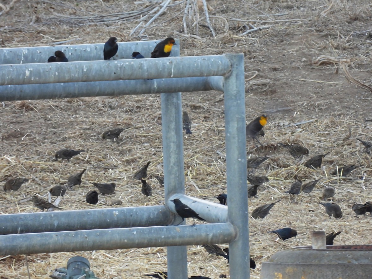 Yellow-headed Blackbird - ML644752976