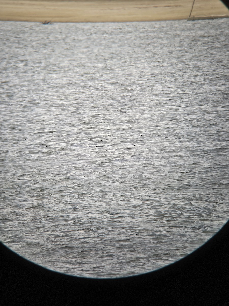 Pacific Loon - ML644752977