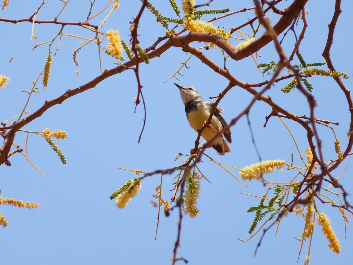 Kara Göğüslü Prinya - ML644752994
