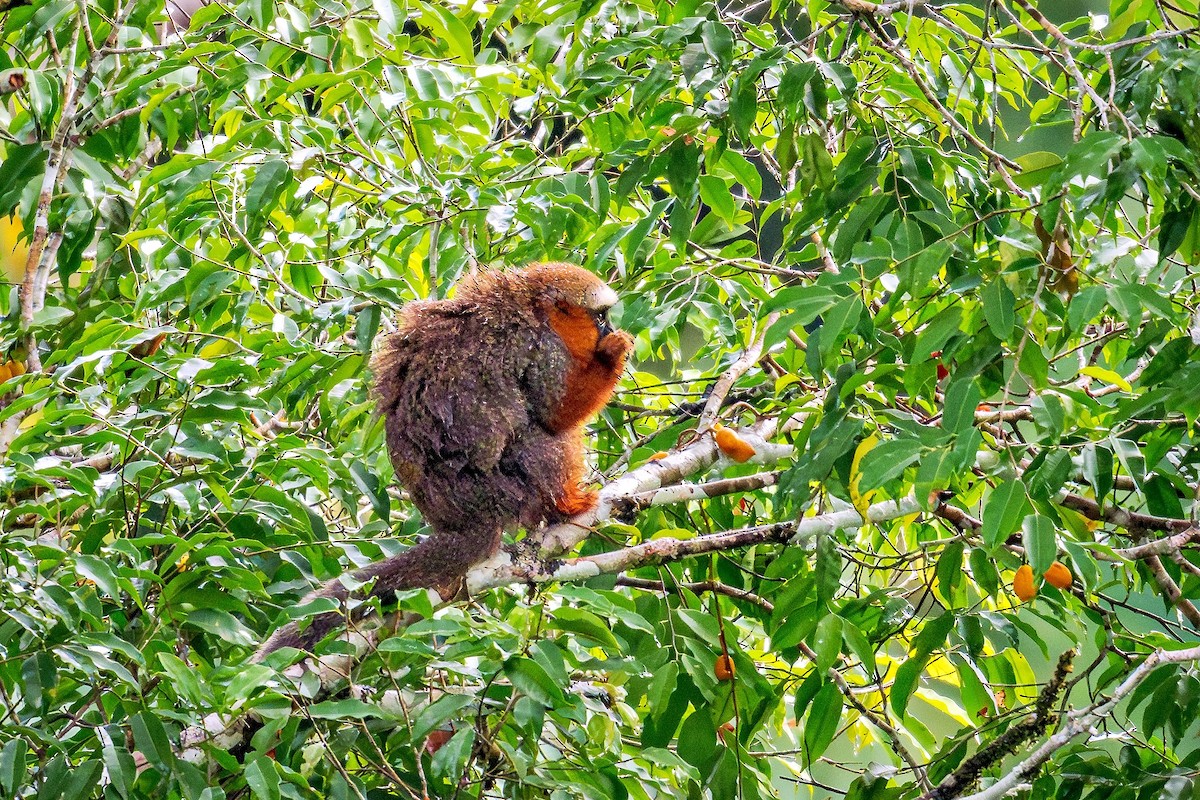 Mammals - ML644753003