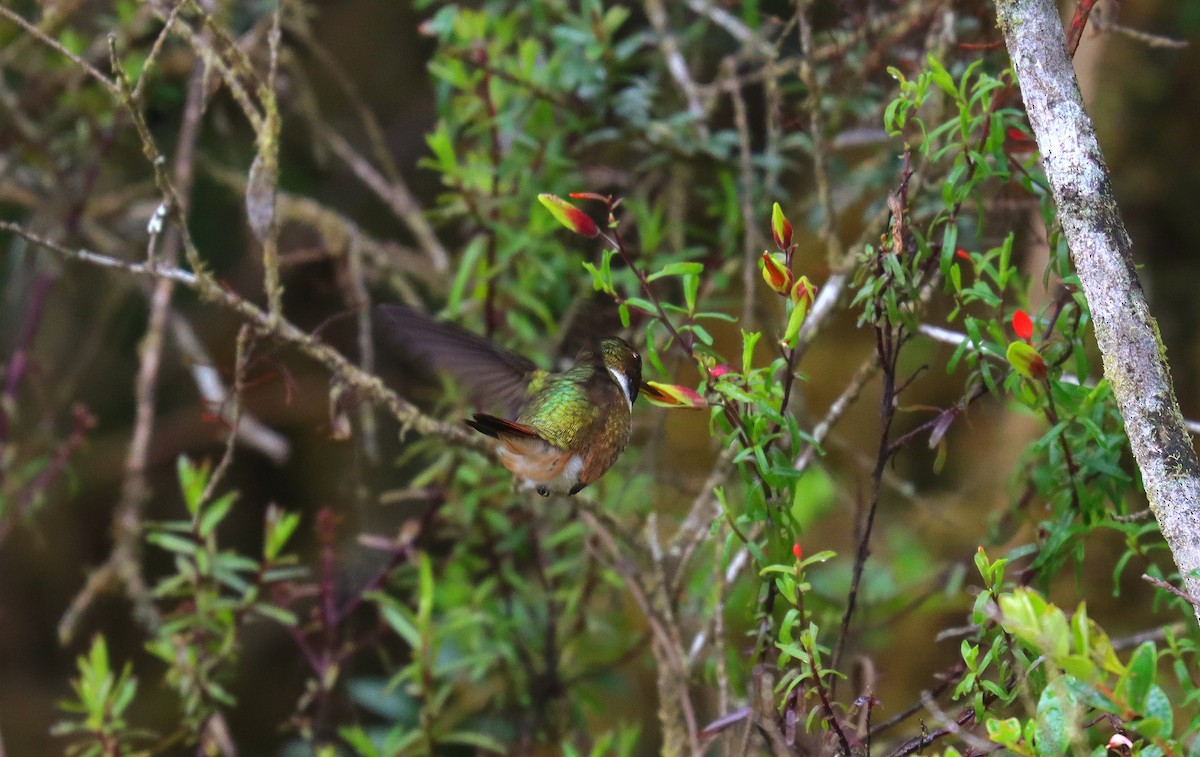 Volcano Hummingbird - ML644753010