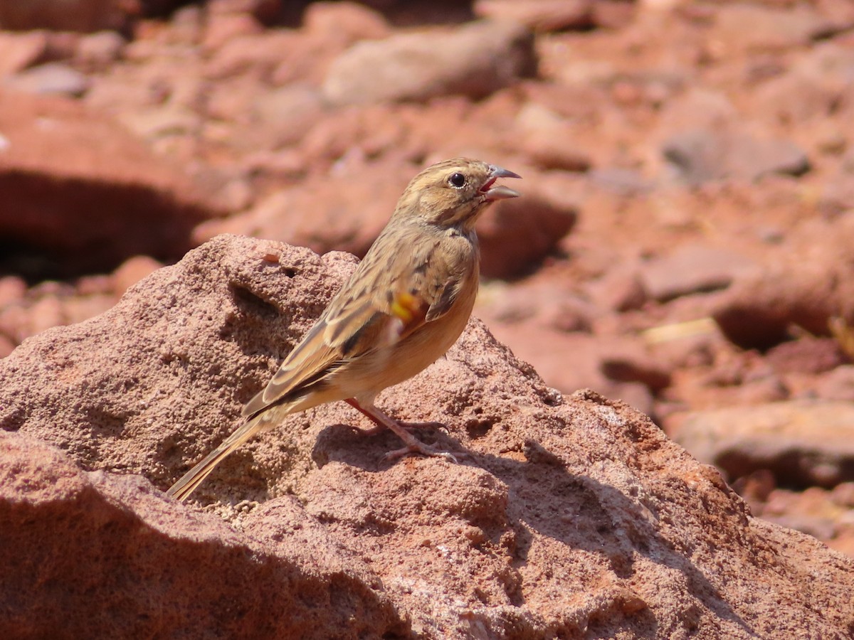 Бледная овсянка - ML644753011