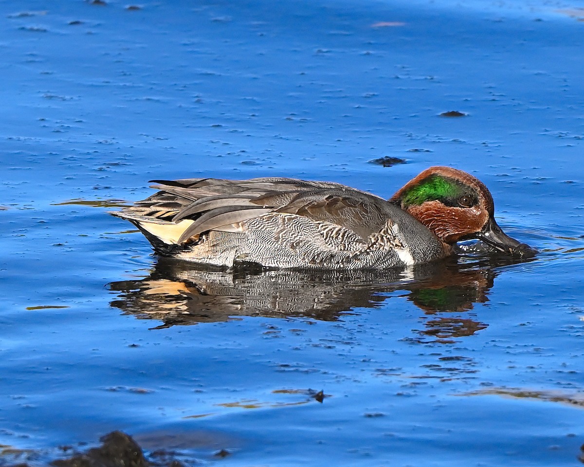 krikkand - ML644753016