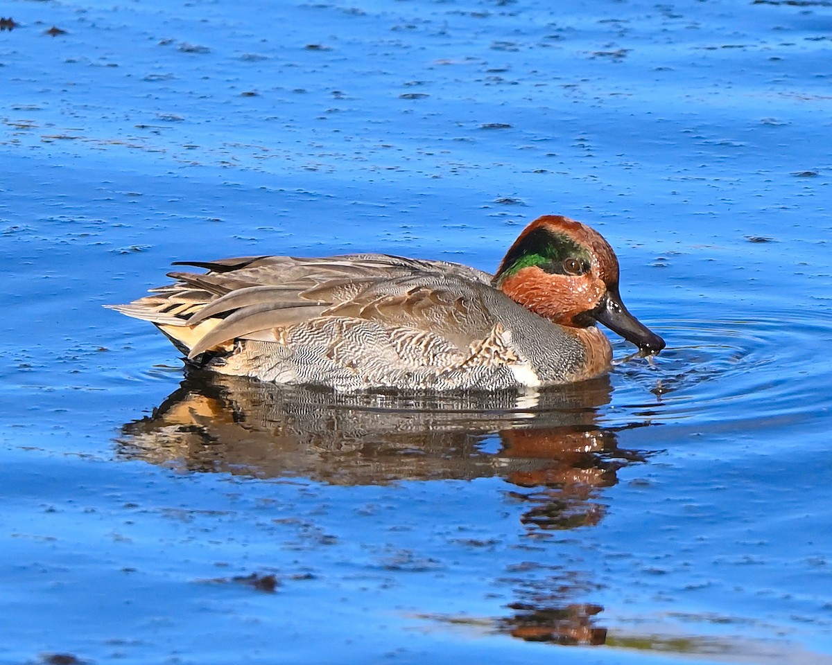 krikkand - ML644753017