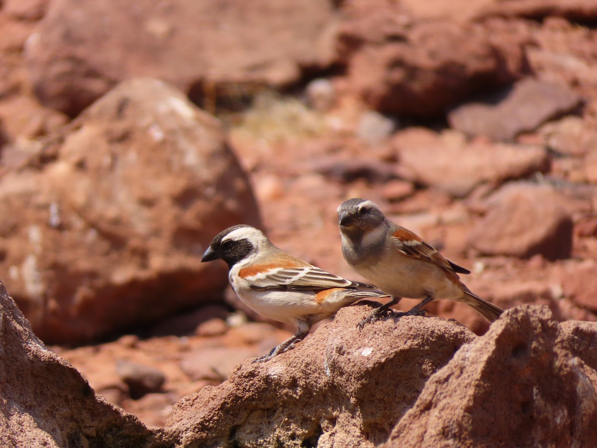 boerspurv - ML644753018